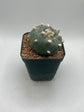 Button Cactus