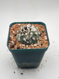 turbinicarpus jauernigii
