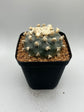 Button Cactus