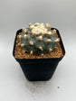 Button Cactus