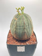 Euphorbia obesa (female)