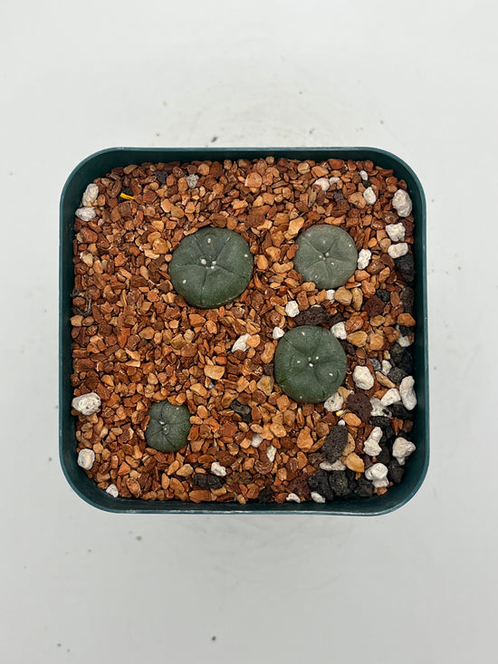 Button Cactus (4 pack)