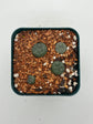 Button Cactus (4 pack)