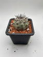 Copiapoa cinerea (Thick black spines)