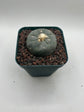 Button Cactus