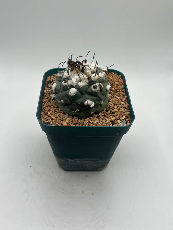 turbinicarpus jauernigii