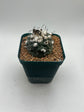 turbinicarpus jauernigii
