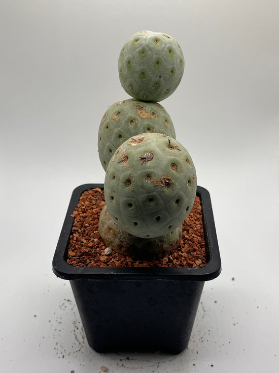 Tephrocactus Geometricus