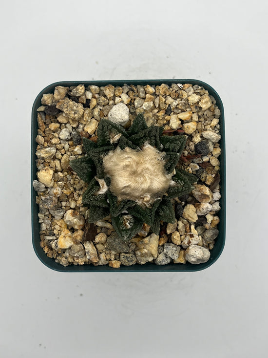 Ariocarpus hintonii