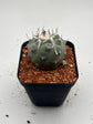 Turbinicarpus lophophoroides × jauernigii
