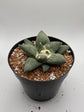 Ariocarpus Retusus