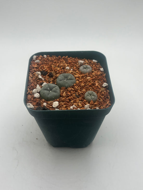 Button Cactus (4 pack)