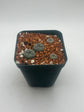 Button Cactus (4 pack)