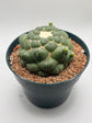 coryphantha elephantidens inermis w/ pups