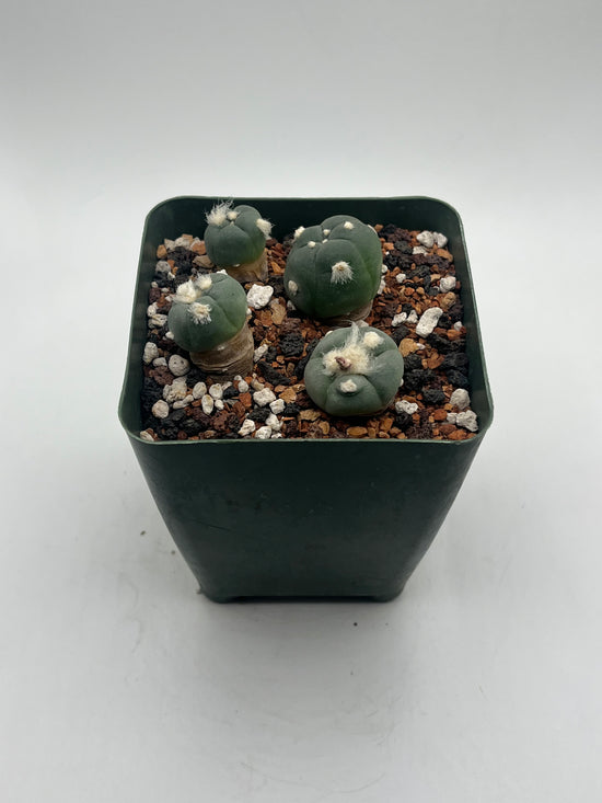 Alberto Button Cactus (4 pack) (Copy)