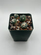 Alberto Button Cactus (4 pack) (Copy)