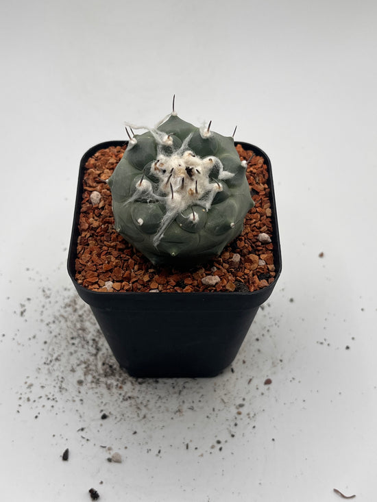 Turbinicarpus lophophoroides × jauernigii