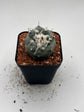 Turbinicarpus lophophoroides × jauernigii