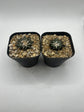 Ariocarpus kotschoubeyanus (2 pack )