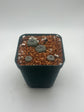 Button Cactus (4 pack)