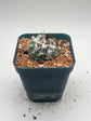 turbinicarpus jauernigii