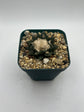 Ariocarpus hintonii