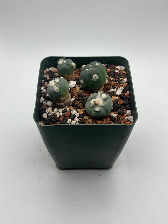 Alberto Button Cactus (4 pack) (Copy)