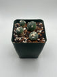 Alberto Button Cactus (4 pack) (Copy)