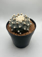 Button Cactus