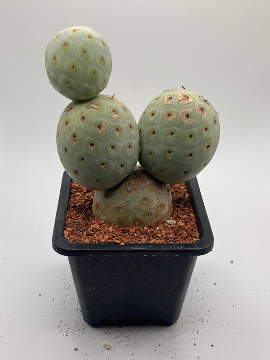 Tephrocactus Geometricus