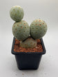 Tephrocactus Geometricus