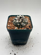 turbinicarpus jauernigii