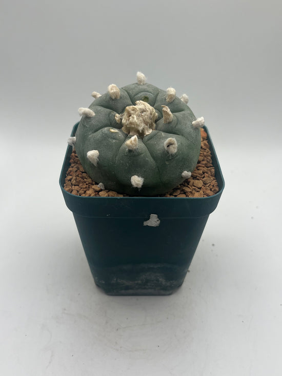 Button Cactus