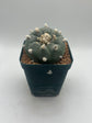 Button Cactus