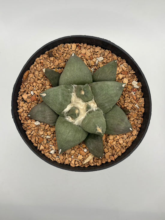 Ariocarpus Retusus