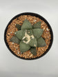 Ariocarpus Retusus