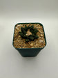 Ariocarpus hintonii