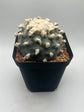 Button Cactus