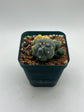 Variegated Button Cactus