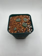 Button Cactus (4 pack)