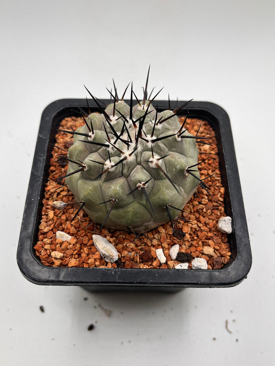 Copiapoa cinerea (Thick black spines)