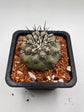 Copiapoa cinerea (Thick black spines)