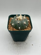 Button Cactus