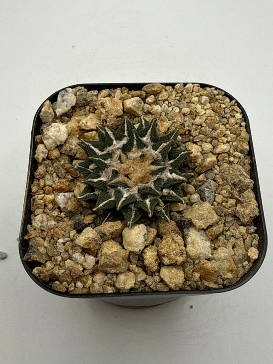 Ariocarpus kotschoubeyanus