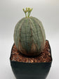 Euphorbia obesa (female)
