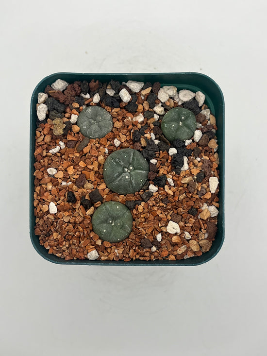 Button Cactus (4 pack)