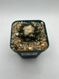 Ariocarpus hintonii