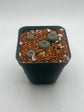 Button Cactus (4 pack)