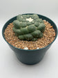 coryphantha elephantidens inermis