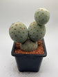 Tephrocactus Geometricus